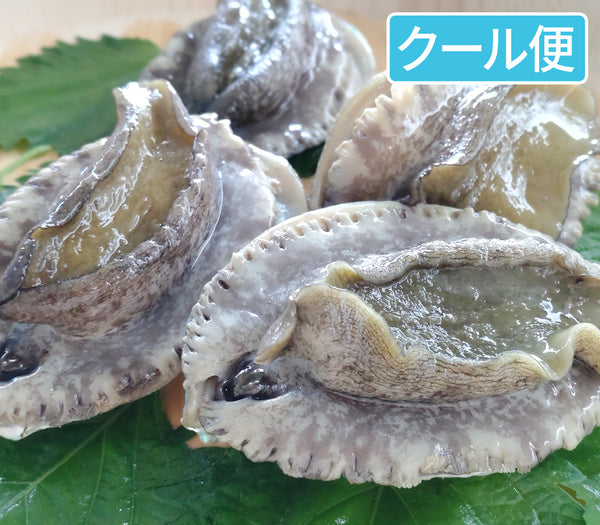 養殖”活”アワビ 2個（約150g）
